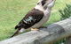 At Melaleuca 3 - thumb 4