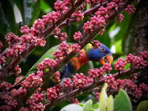 Daintree Manor B&B - Tourism Search 4