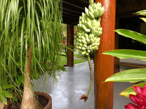 Daintree Manor B&B - Tourism Search 10