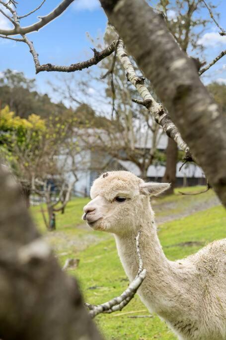 Carawatha On The Range - Unique Farm Stay - Tourism Search 3