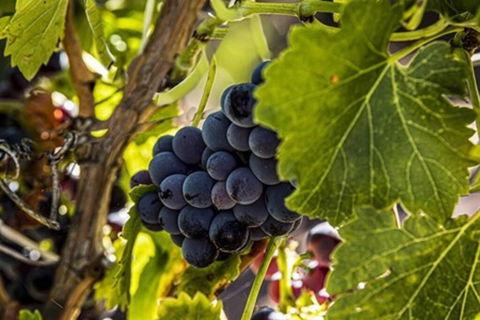 CASALE COTTAGE Barossa Valley - Tourism Search 4