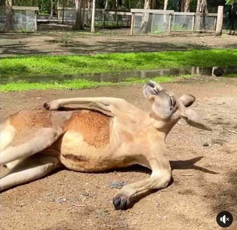 D110 Sweet Melon Super Stay-fantastic - Tourism Search 2