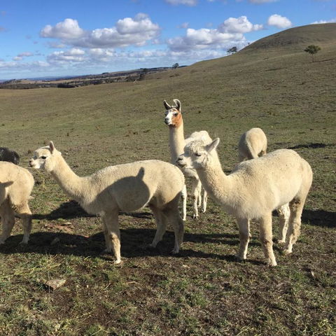 GOULBURN ALPACA FARM STAY - Tourism Search 0