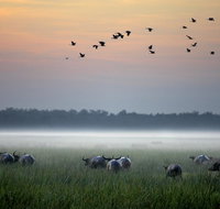 Bamurru Plains - Tourism Search