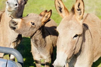 Sandalwood Downs Fabulous Farm Stay TOODYAY with Tourism Search