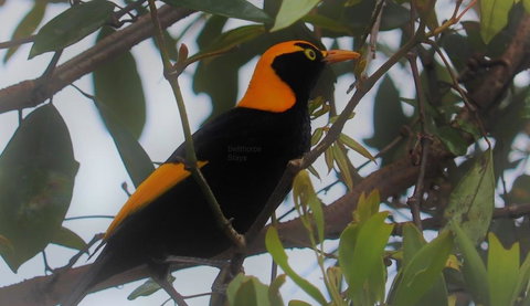 Bellthorpe Stays - Tourism Search 3