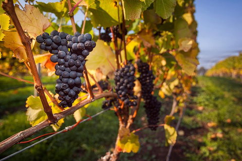 Half Day Tamar Valley Wine Tour - Tourism Search 1