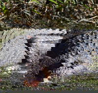 Full Day Tour in the Daintree - Tourism Search