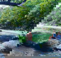 Afternoon Half-Day Daintree Rainforest and River Tour - Tourism Search