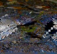 Glow Worms Private Tour - Nocturnal Rainforest Walk - Tourism Search