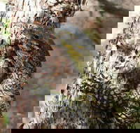 Byron Bay Combo Hinterland Tour Including Minyon Falls and Kayaking with Dolphins - Tourism Search