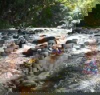 Daintree Rainforest Cape Tribulation Mossman Gorge Small-Group Day Tour - Tourism Search