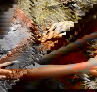 Ngana Julaymba Dungay - Half Day - Tourism Search