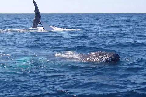 Noosa Whale Watching - Tourism Search 0