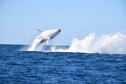 Noosa Whale Watching - Tourism Search 1