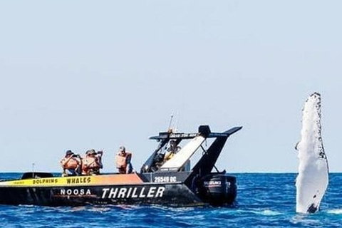 Noosa Whale Watching - Tourism Search 4