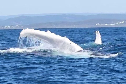 Noosa Whale Watching - Tourism Search 5