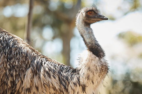 Sydney Taronga Zoo General Entry Ticket - Tourism Search 4