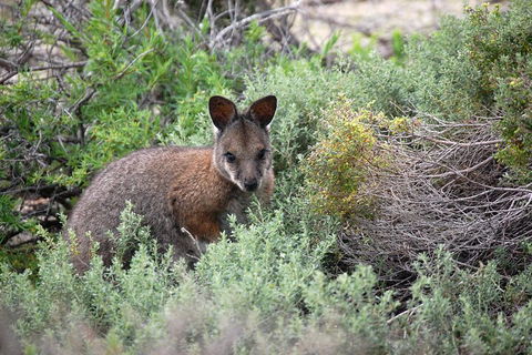 Pink Lake + Abrolhos Islands Nature Tour - Tourism Search 1