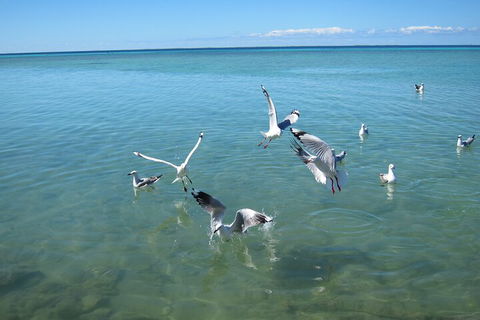 Pink Lake + Abrolhos Islands Nature Tour - Tourism Search 5