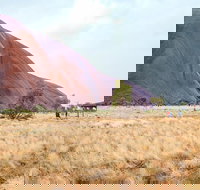 Uluru Sunrise and Guided Base Walk - Tourism Search