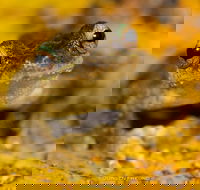 Daintree and Cape Tribulation Full Day Guided Tour - Tourism Search