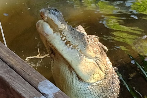 Litchfield Park Adventures And Jumping Crocodile Cruise + Butterfly Farm - Tourism Search 5