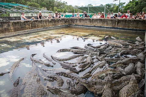 Hartley's Crocodile Adventures Day Trip From Palm Cove - Tourism Search 0