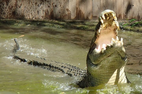 Hartley's Crocodile Adventures Day Trip From Palm Cove - Tourism Search 3