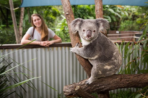 Hartley's Crocodile Adventures Day Trip From Palm Cove - Tourism Search 5