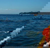 Mornington Peninsula Kayak Coastline Tour of Dolphin Sanctuary - Tourism Search