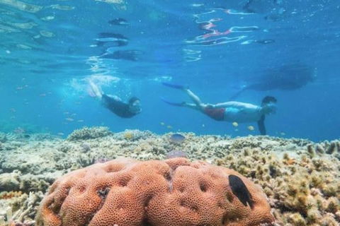 Great Barrier Reef Day Cruise To Reefworld - Tourism Search 1