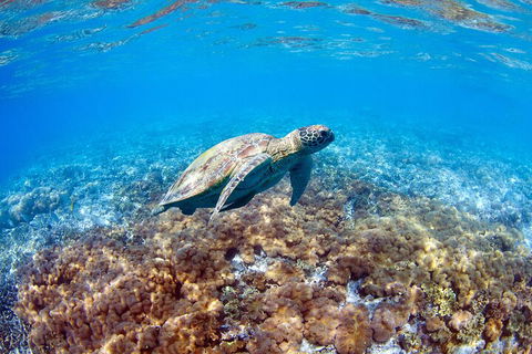 Great Barrier Reef Day Cruise To Reefworld - Tourism Search 5