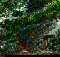 Full Day Daintree Rainforest and Mossman Gorge Tour - Tourism Search