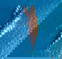 Buccaneer Explorer - Tourism Search