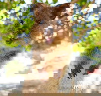 Discover Rottnest with Ferry  Bus Tour from Perth or Fremantle - Tourism Search