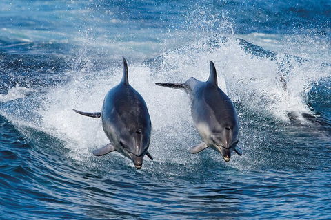 Full-Day Bruny Island Cruises Day Tour From Hobart - Tourism Search 5