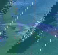 Dolphin Cruise from Adelaide with Optional Dolphin Swim - Tourism Search