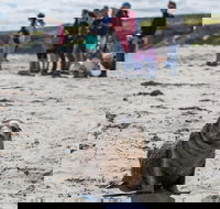 Kangaroo Island in a Day Tour from Adelaide - Tourism Search