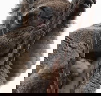 2-Day Kangaroo Island 4WD Small-Group Tour from Adelaide - Tourism Search