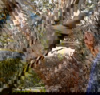 NEW TOUR - Kangaroo Island Road to Recovery Tour 1 Day/1 Night - Tourism Search