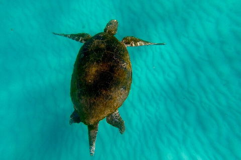 2-Day Moreton Island Tour From Brisbane Or Gold Coast With Optional Nighttime Kayaking - Tourism Search 5