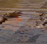 Litchfield and Jumping Crocodiles Full Day Trip from Darwin - Tourism Search