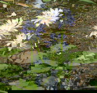 Yellow Water Cruise - Kakadu - Tourism Search