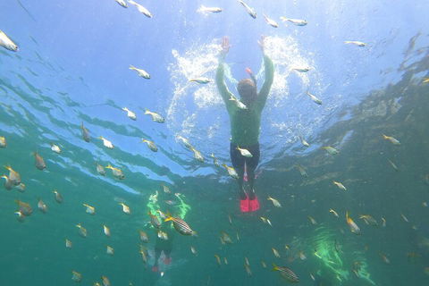 Manly Snorkel Trip And Nature Walk With Local Guide - Tourism Search 0