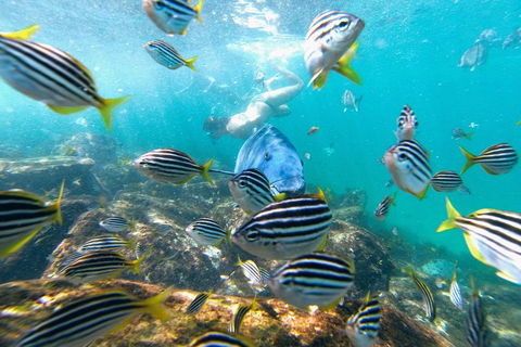 Manly Snorkel Trip And Nature Walk With Local Guide - Tourism Search 2