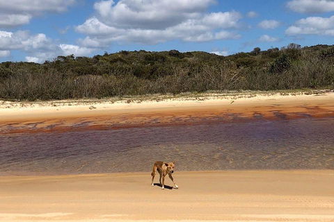 Pippies 3 Days 2 Nights Fraser Island Tour - Tourism Search 2
