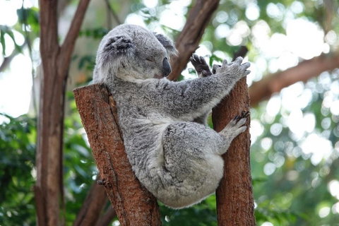 Small-Group Blue Mountains Tour With A Local Guide - Tourism Search 2