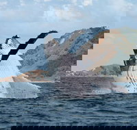 Byron Bay Whale Watching Cruise - Tourism Search