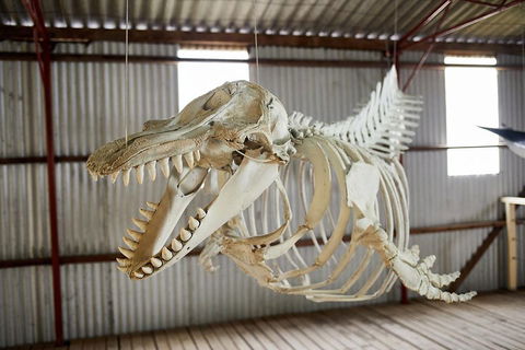 Albany's Whale Story - Tourism Search 3